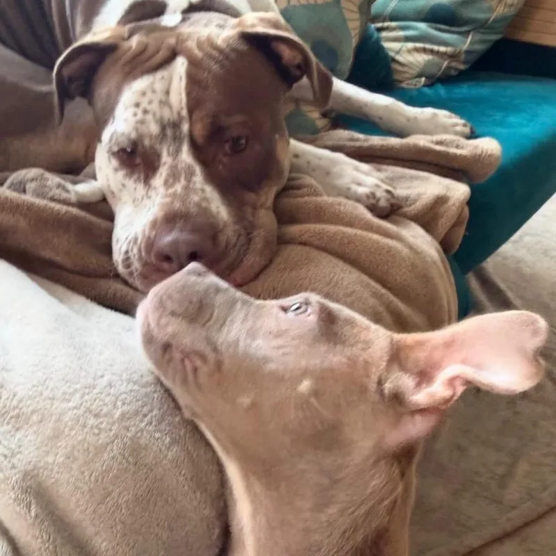 A baby medium-sized female Pit Bull Terrier dog named Lizzie for adoption in Philadelphia, PA