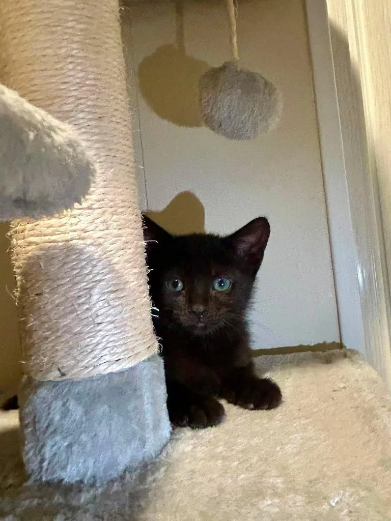 A baby small-sized female Domestic Short Hair cat named Mia for adoption in Sebastian, FL