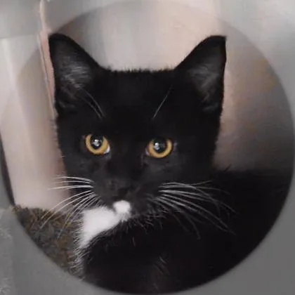 A baby small-sized male American Shorthair cat named Mookie for adoption in Largo, FL