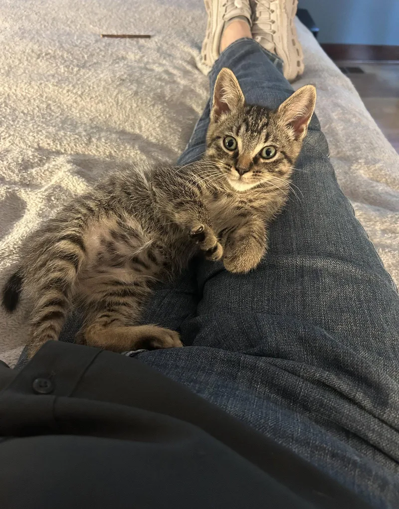 A baby medium-sized male Domestic Short Hair cat named Herb for adoption in Nashville, TN