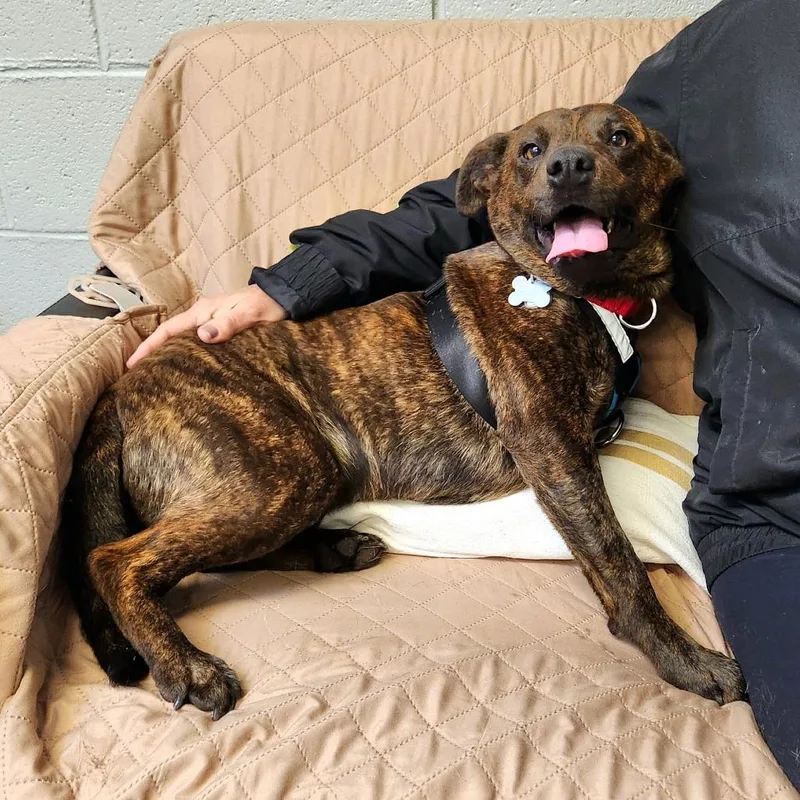 A young medium-sized male Brindle Mountain Cur dog named Snickers Lee for adoption in Falls Church, VA