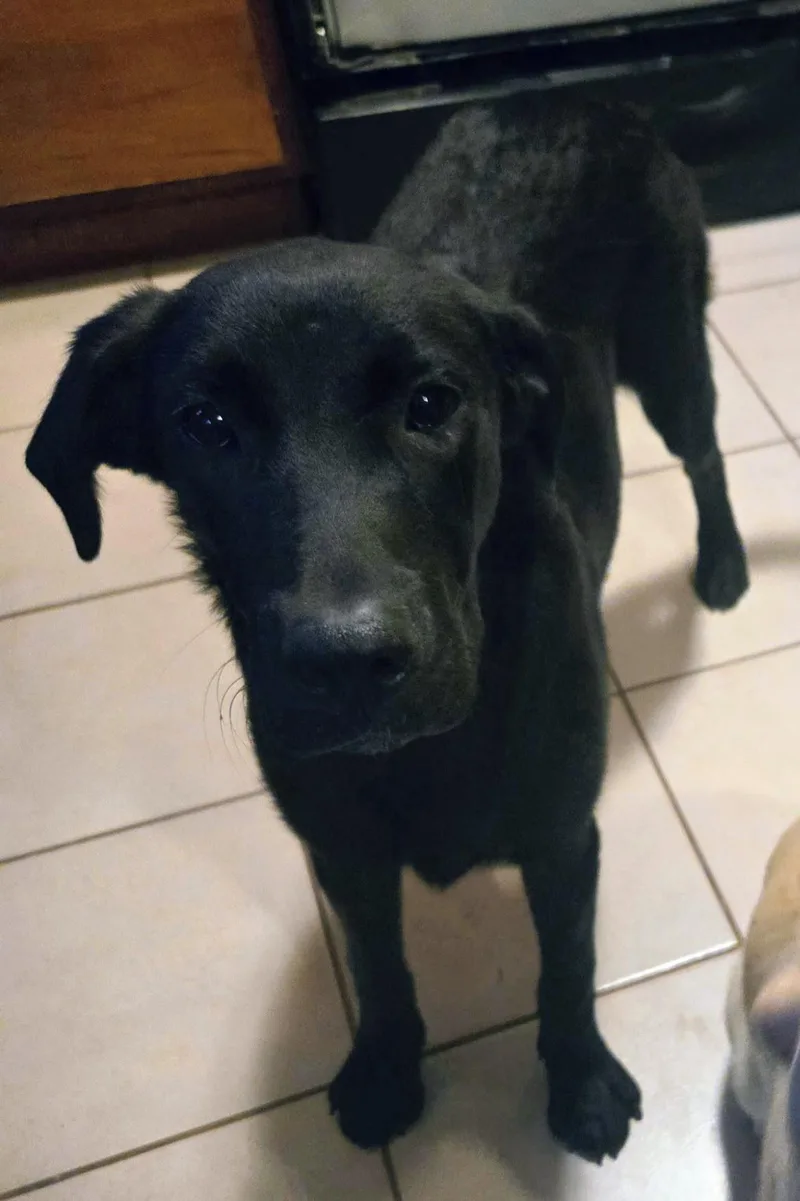 A young large-sized female Black Labrador Retriever dog named Rhonda for adoption in Bella Vista, AR