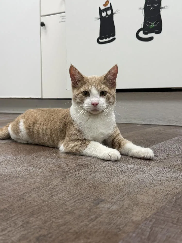 A baby medium-sized male Domestic Short Hair cat named Champion for adoption in Milltown, NJ