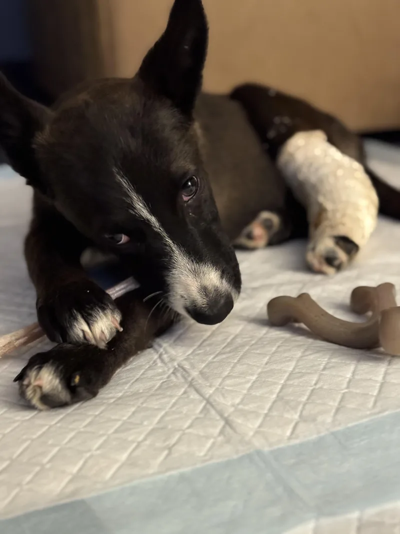 A baby medium-sized female Black Shepherd dog named Fendi for adoption in Bakersfield, CA