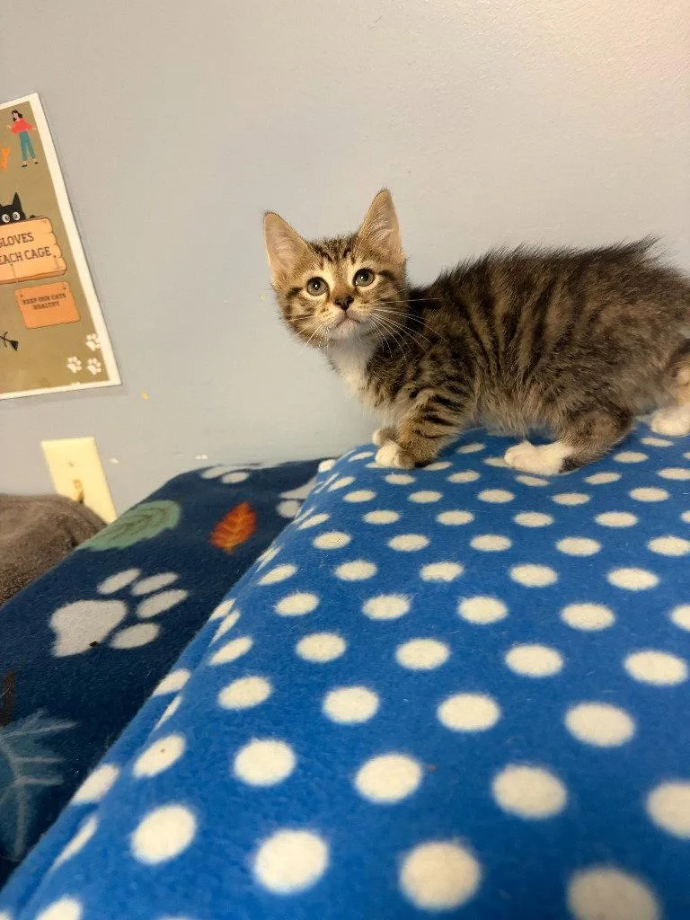 A baby small-sized male Domestic Short Hair cat named Arrow for adoption in Lovingston, VA