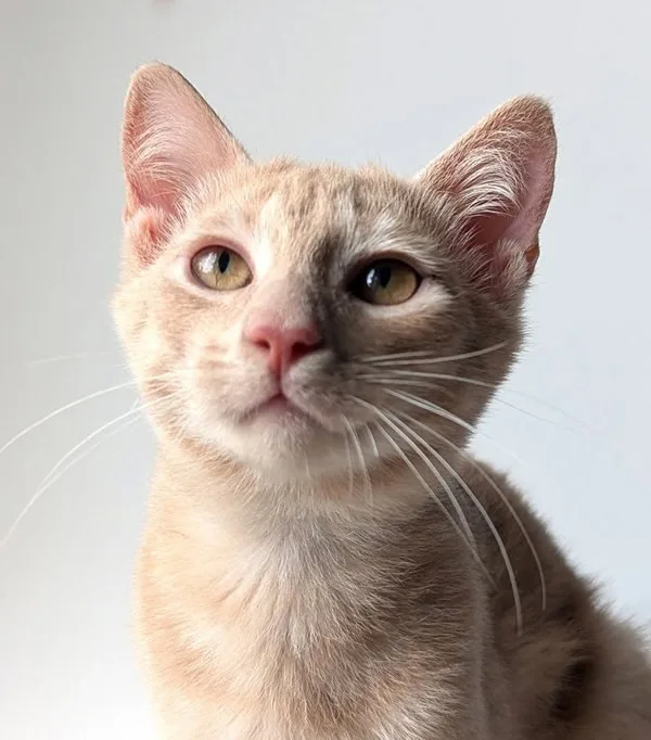 A baby medium-sized male Domestic Short Hair cat named Balboa for adoption in Bonsall, CA