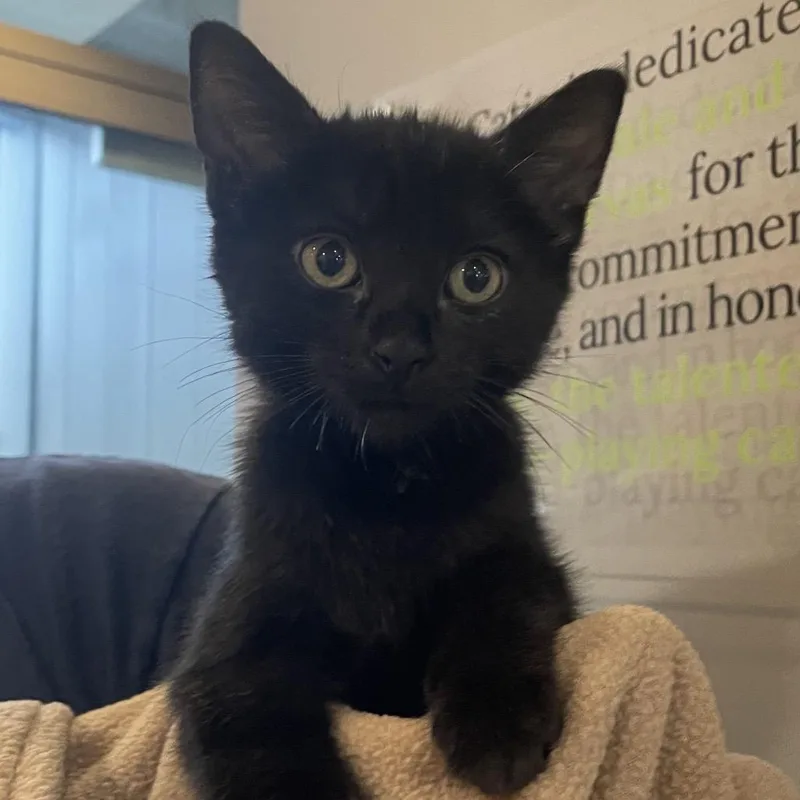 A baby small-sized female Black Domestic Short Hair cat named Gastone for adoption in Chicago, IL