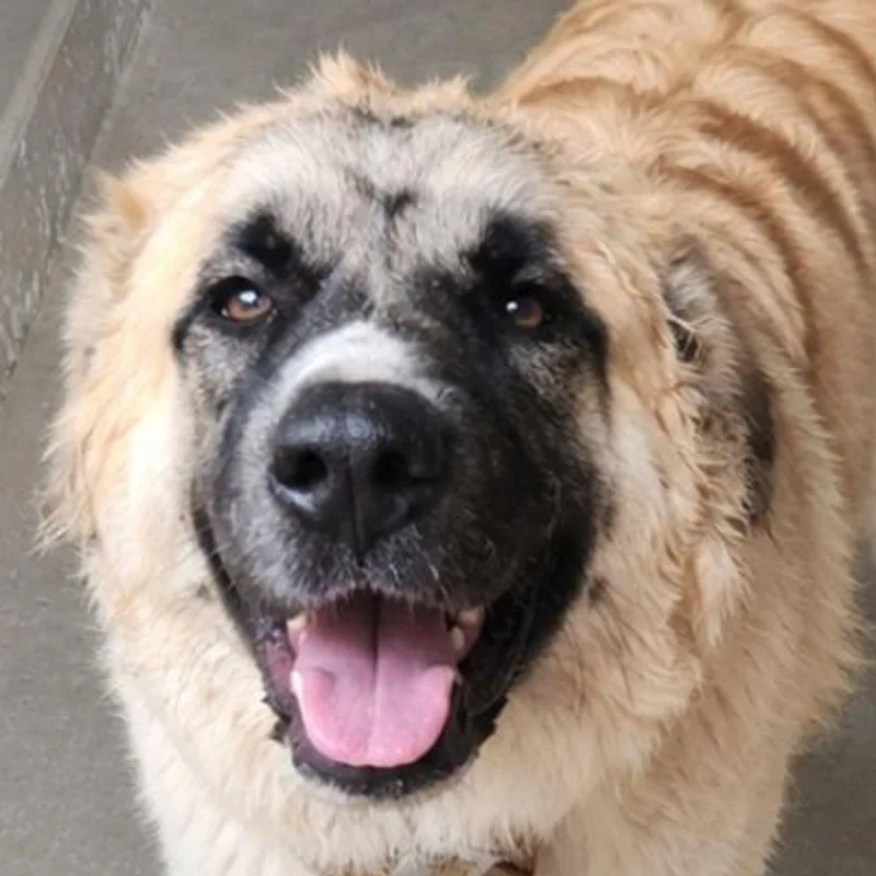 An adult medium-sized female Yellow / Tan / Blond / Fawn Anatolian Shepherd dog named Ponynova for adoption in Kingman, AZ