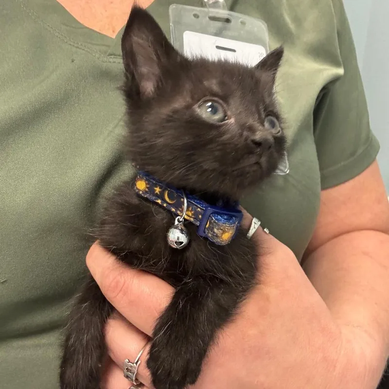 A baby small-sized male Black Domestic Medium Hair cat named Ketchup for adoption in Greensboro, NC