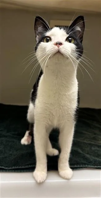A young medium-sized male Domestic Short Hair cat named Jeffrey for adoption in Statesville, NC