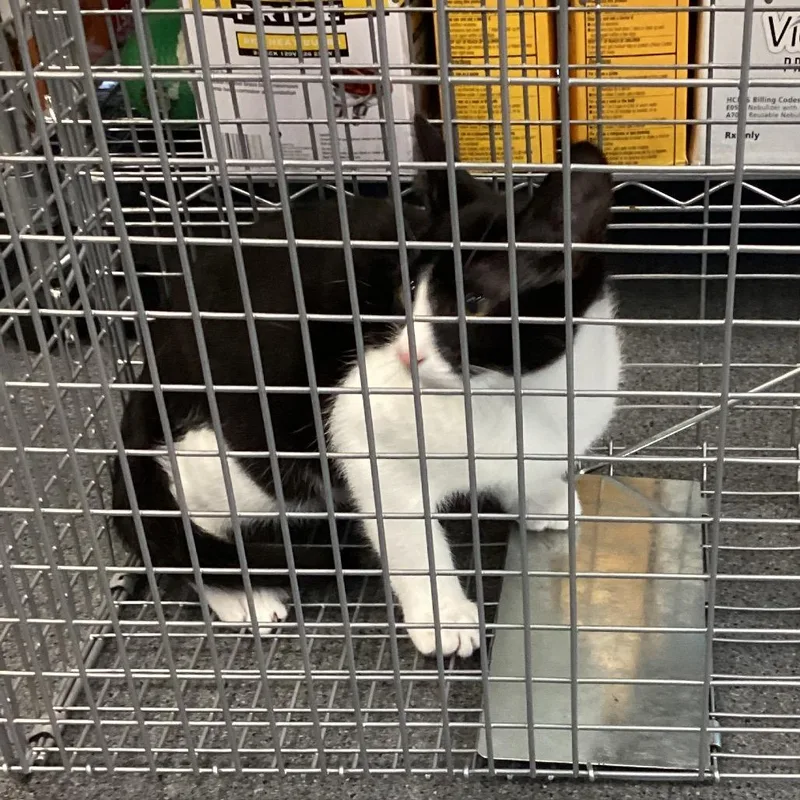 A baby small-sized male Black Domestic Short Hair cat named Song Tuxie for adoption in Montgomery, AL