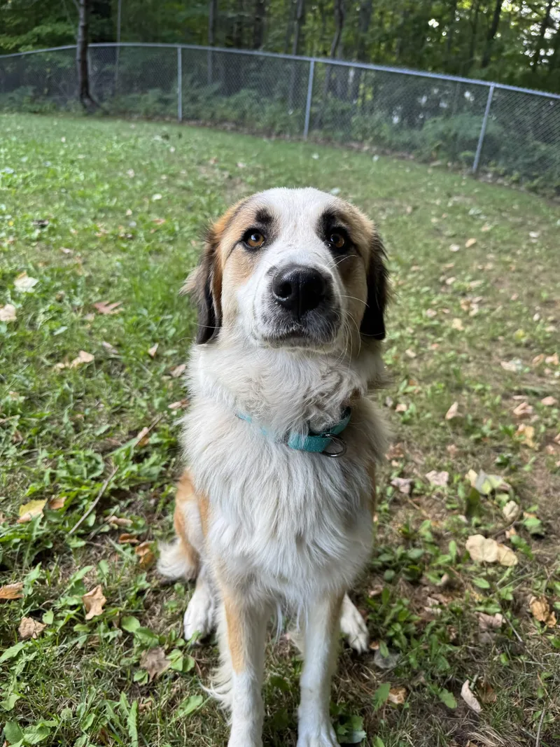 A young large-sized female Australian Shepherd dog named Millie for adoption in Houghton, MI