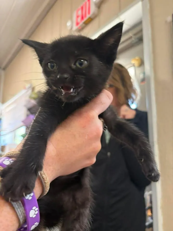 A baby small-sized female Domestic Short Hair cat named May for adoption in Greensburg, IN