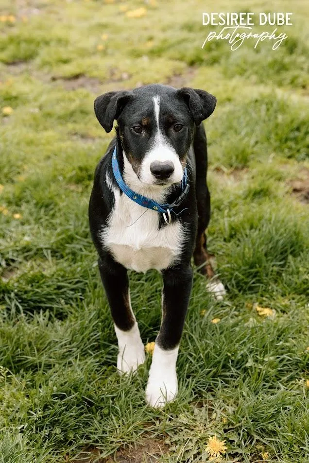 Joey Pup thumbnail 2