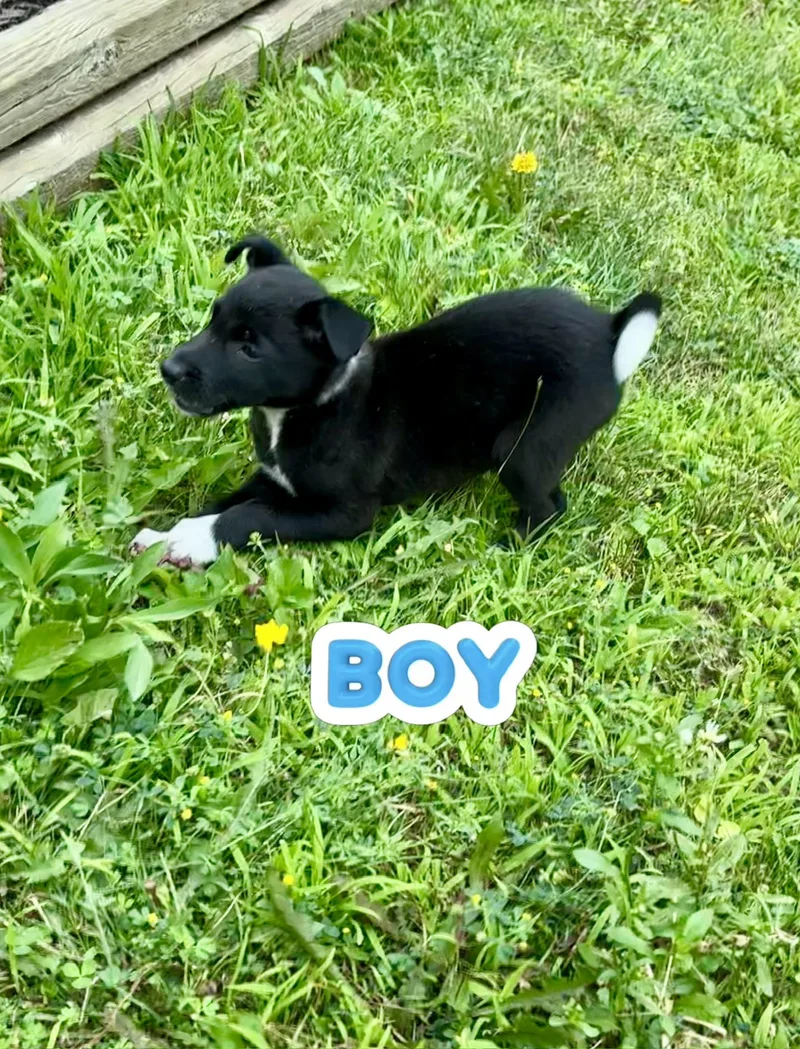 A baby medium-sized male Border Collie dog named Bisco and his brothers for adoption in Armada, MI