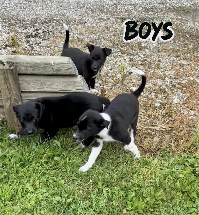 Bisco and his brothers thumbnail 4