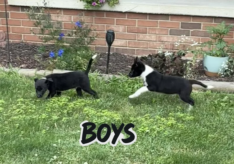 Bisco and his brothers thumbnail 5