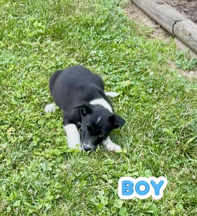 Bisco and his brothers thumbnail 6