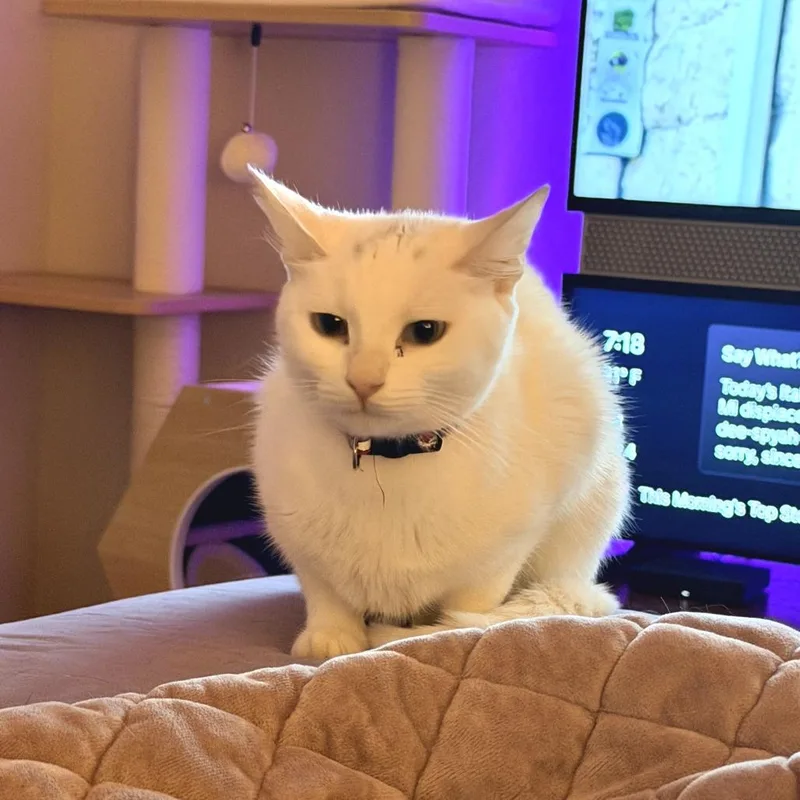 An adult small-sized female White Domestic Short Hair cat named Dolly for adoption in Fort Worth, TX