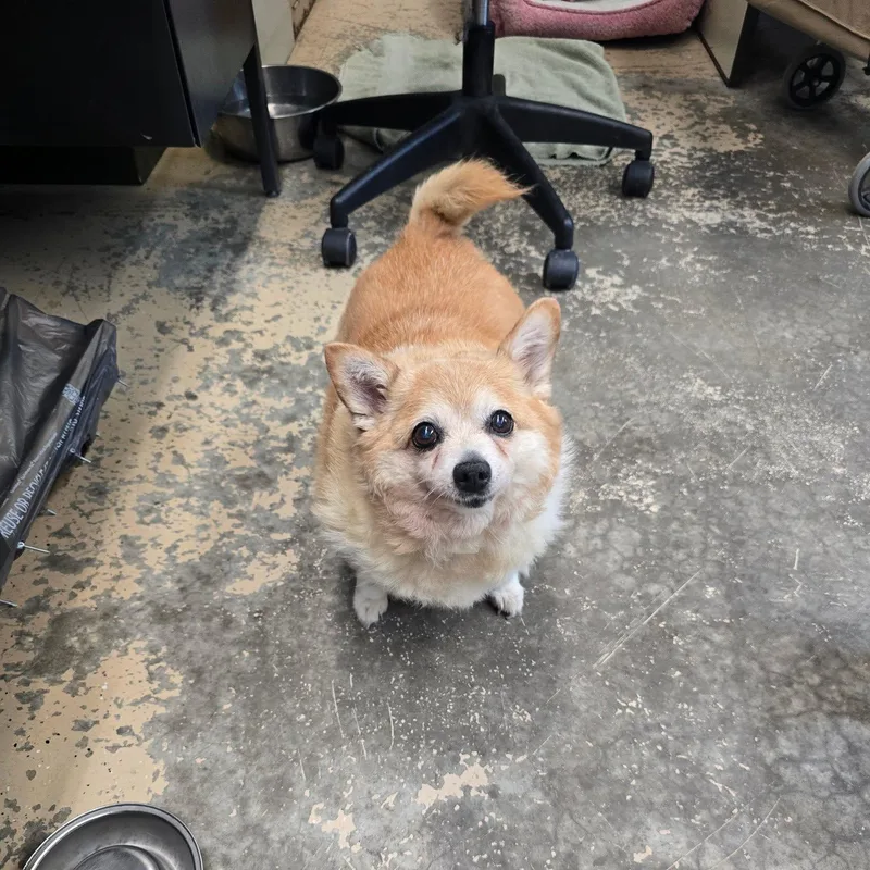 A senior small-sized female Golden Pomeranian dog named Gena for adoption in Saint Marys, PA