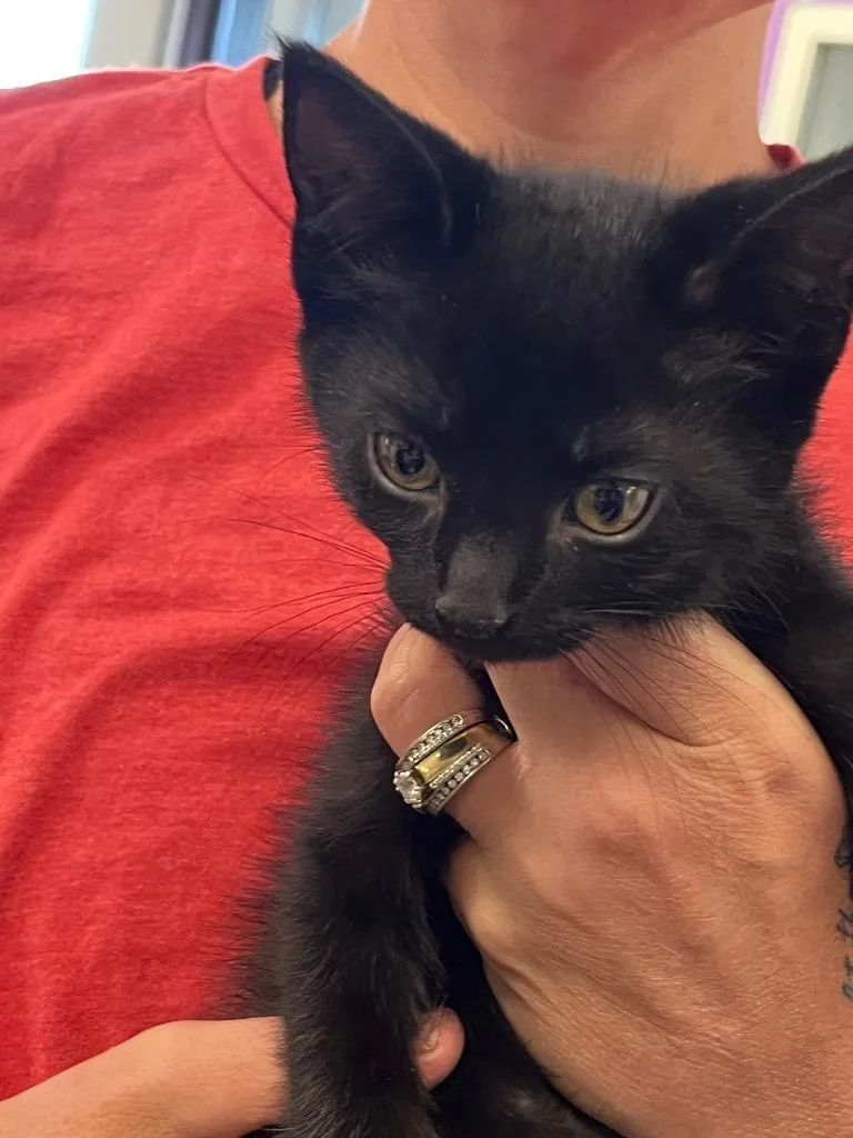 A baby medium-sized female Domestic Short Hair cat named Mia for adoption in Saginaw, MI