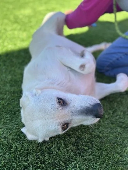 An adult large-sized female Labrador Retriever dog named Snowflake for adoption in El Paso, TX