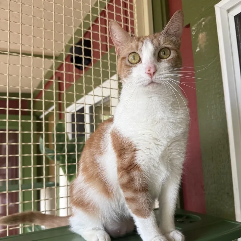 An adult medium-sized male Orange / Red Domestic Short Hair cat named Simba for adoption in Kailua Kona, HI