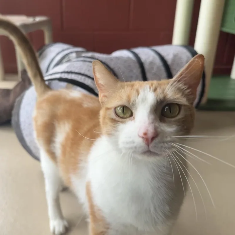 Simba thumbnail 2