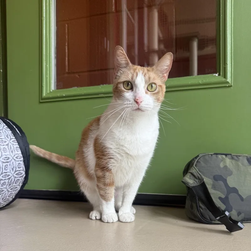 Simba thumbnail 3