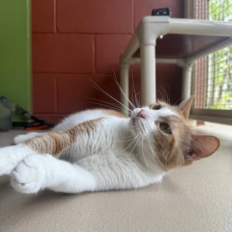 Simba thumbnail 4