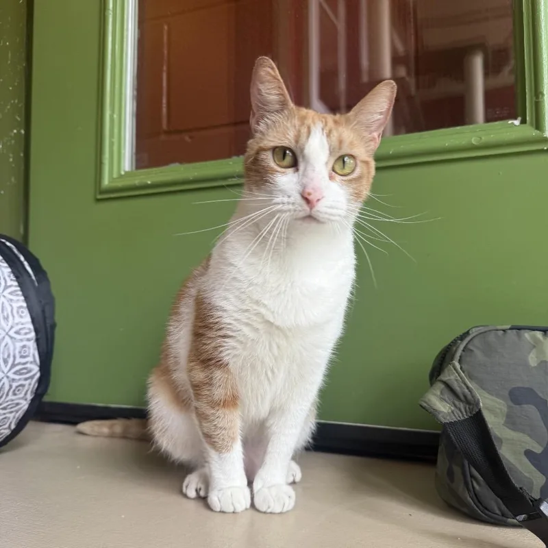 Simba thumbnail 5