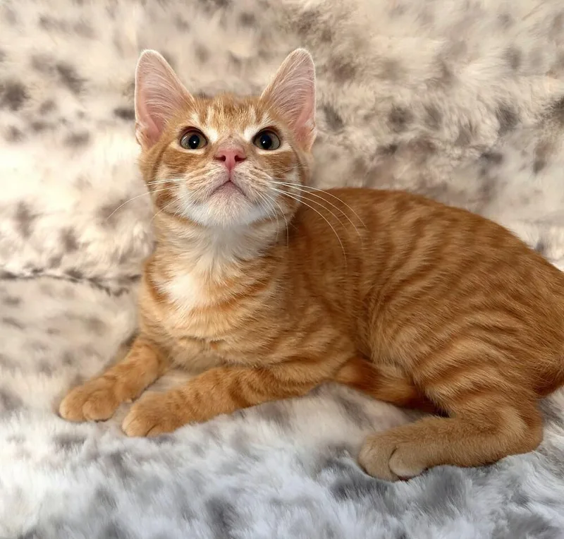 A baby small-sized male Domestic Short Hair cat named Frank Simatra for adoption in Mooresville, NC