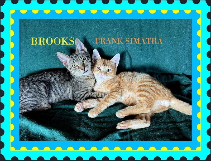 Frank Simatra thumbnail 2