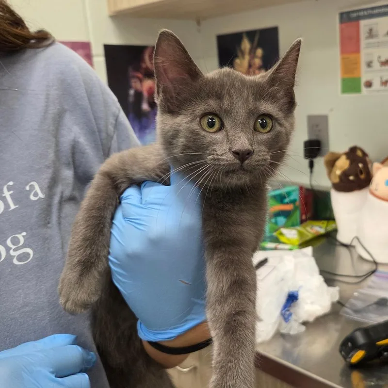 A baby small-sized male Gray / Blue / Silver Domestic Short Hair cat named Liam for adoption in Chattanooga, TN