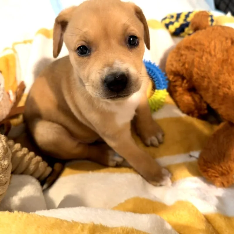 A baby small-sized female Yellow / Tan / Blond / Fawn Labrador Retriever dog named Darcie for adoption in San Antonio, TX