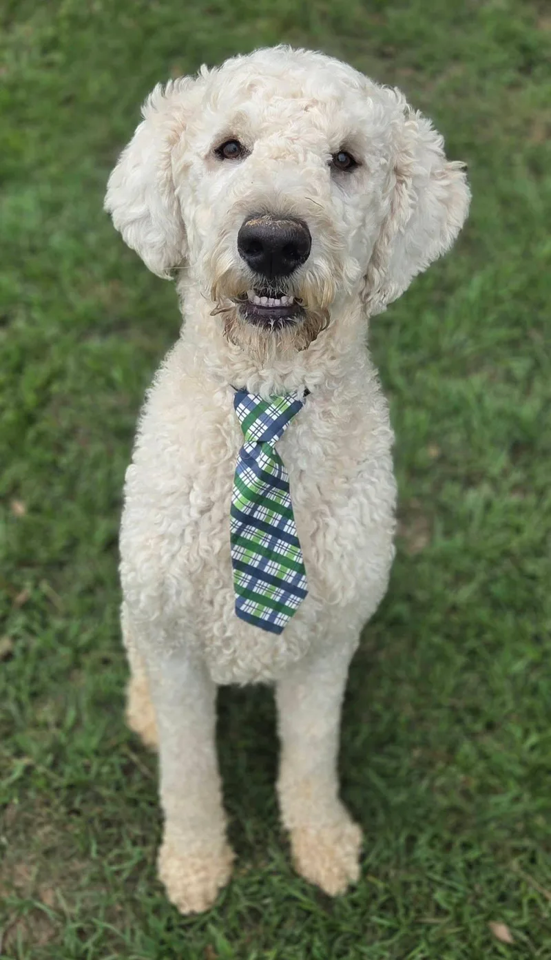 An adult medium-sized male Goldendoodle dog named Rocky for adoption in University Place, WA