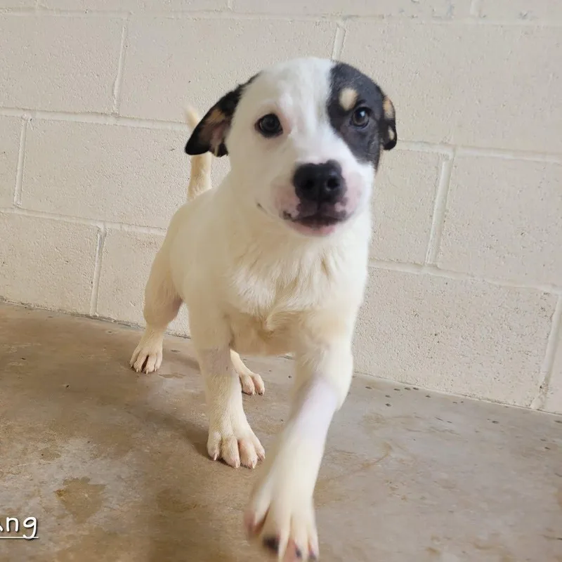 Boomerang thumbnail 2