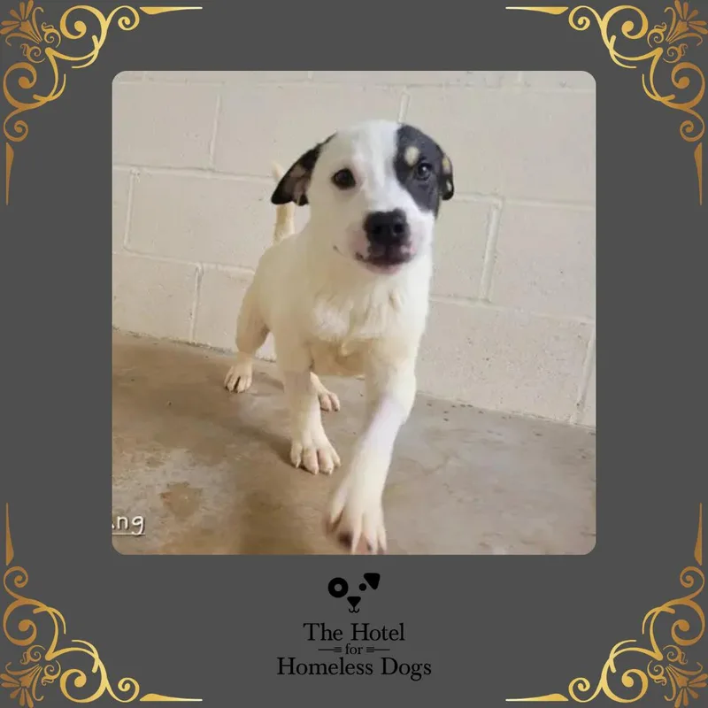 A baby medium-sized male Black American Staffordshire Terrier dog named Boomerang for adoption in Cumberland, RI