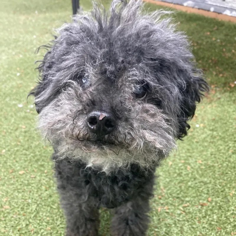 A senior small-sized male Black Miniature Poodle dog named Chuchi for adoption in Providence, RI