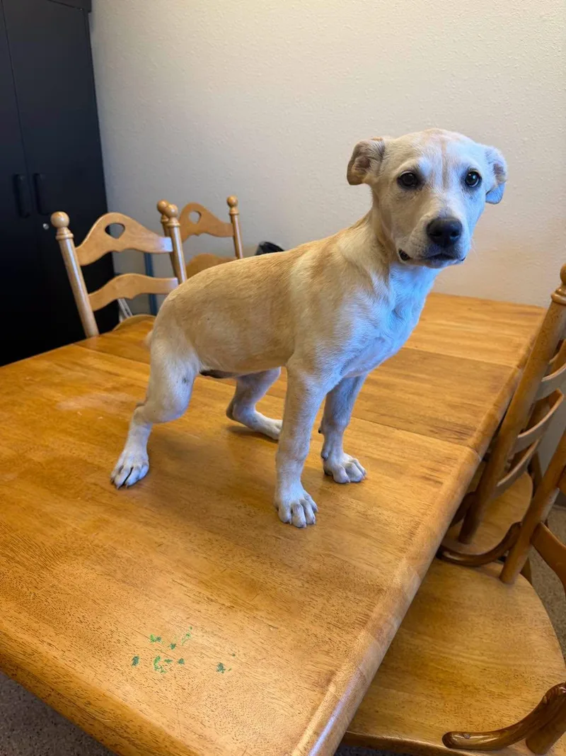 A baby medium-sized female Yellow / Tan / Blond / Fawn Pit Bull Terrier dog named Breeze for adoption in Gardnerville, NV