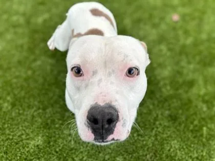 An adult medium-sized male American Bulldog dog named Danny Devito for adoption in Gainesville, FL