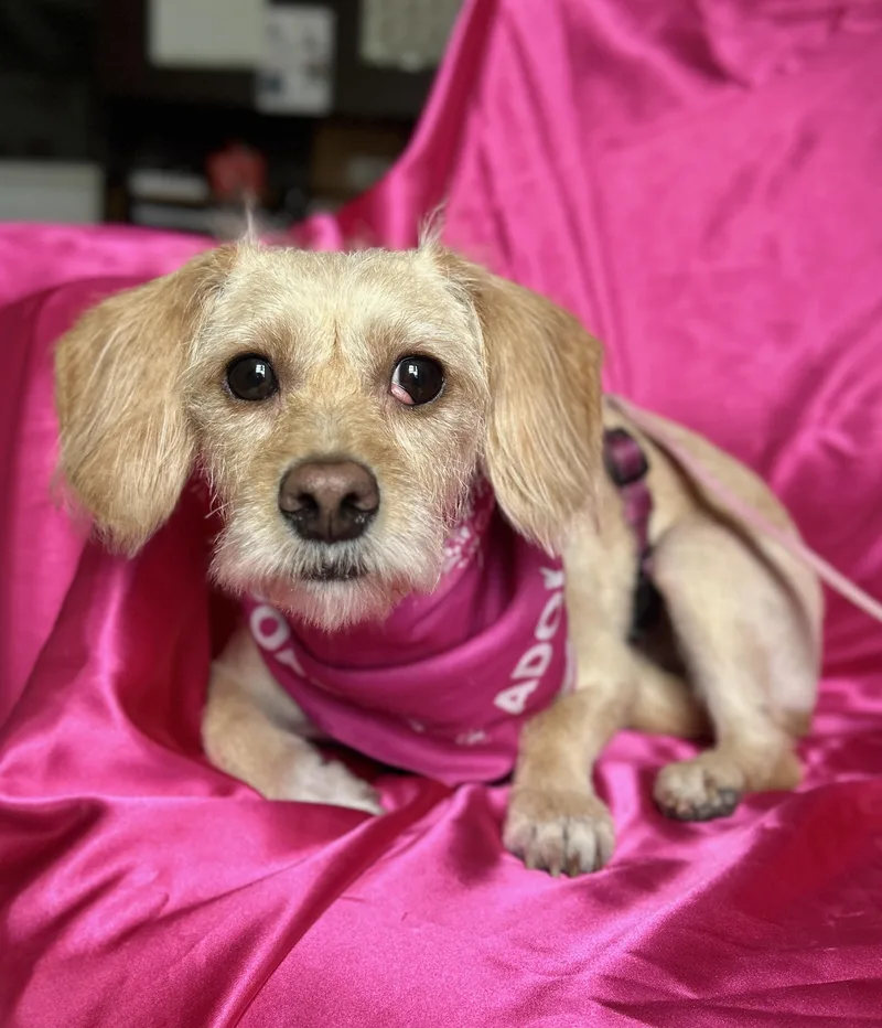 An adult small-sized female Apricot / Beige Cairn Terrier dog named Phoebe for adoption in Rowland Heights, CA