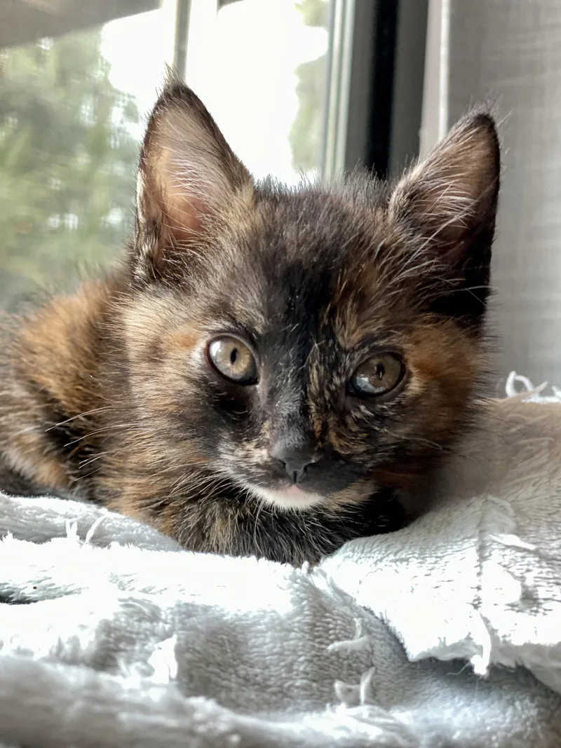 A baby medium-sized female Domestic Short Hair cat named Lima for adoption in Seal Beach, CA