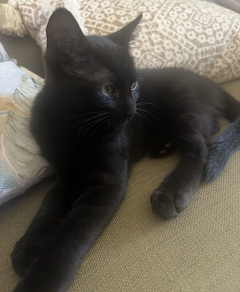 A baby medium-sized male Black Domestic Short Hair cat named Stanley The Sweet Boy for adoption in Oviedo, FL