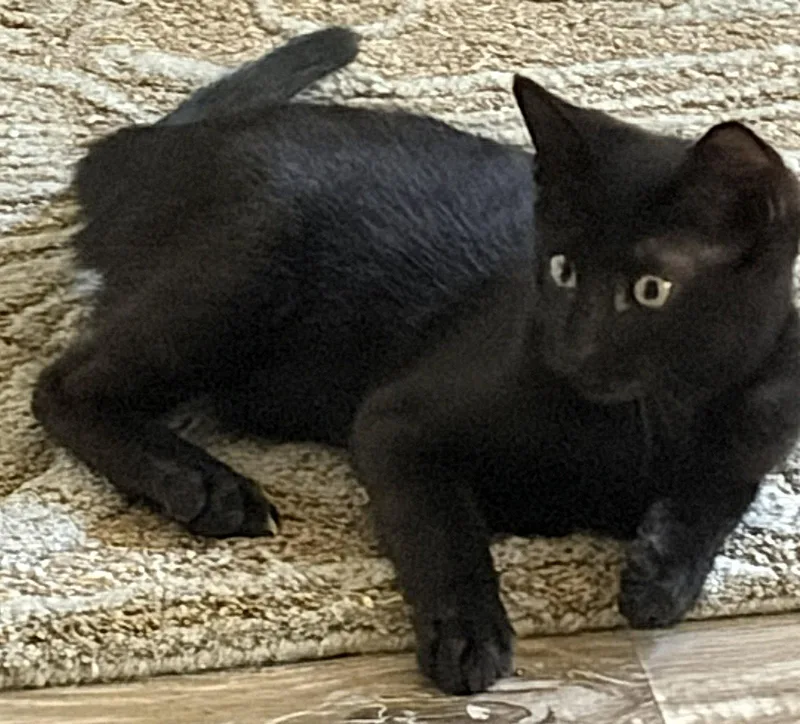 Stanley The Sweet Boy thumbnail 3