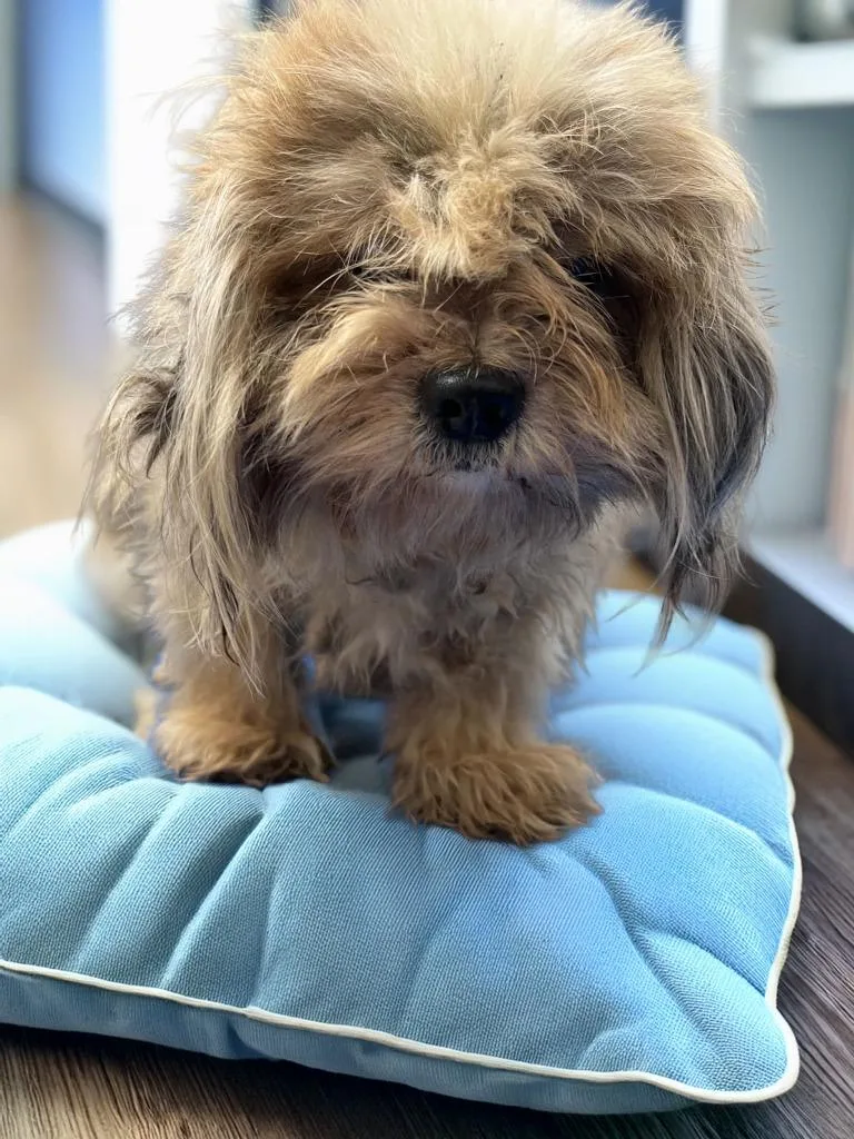 A senior small-sized male Shih Tzu dog named Ravioli for adoption in Lavonia, GA