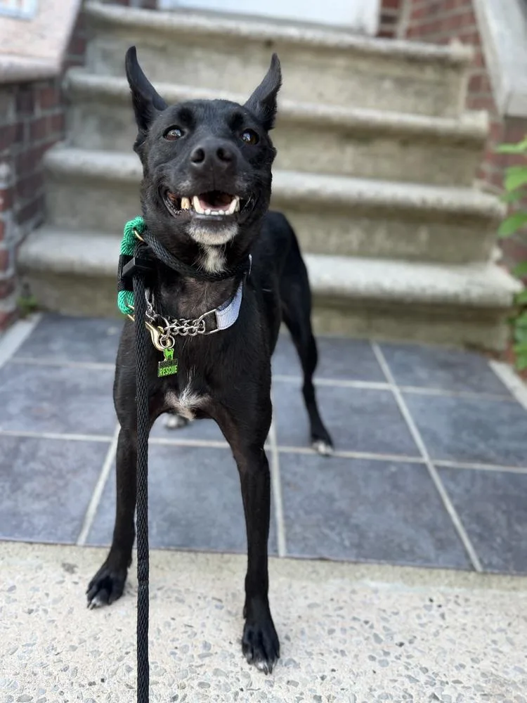 A young medium-sized female Tricolor (Brown, Black, & White) Jindo dog named Haewang for adoption in Long Island City, NY