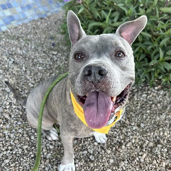 An adult large-sized male Staffordshire Bull Terrier dog named Ronald for adoption in Mesa, AZ