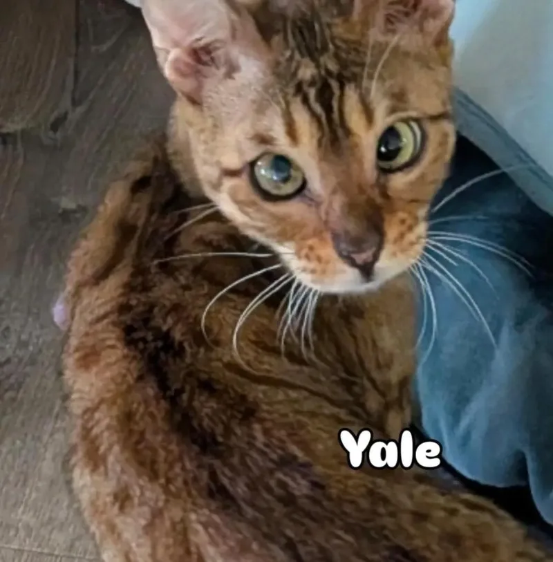 A young small-sized female Bengal cat named Yale for adoption in Gorham, ME