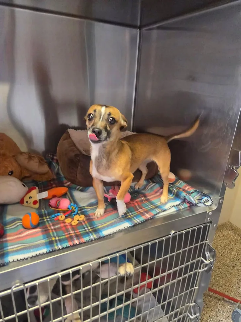 An adult small-sized female Terrier dog named Rigatoni for adoption in Sterling Heights, MI
